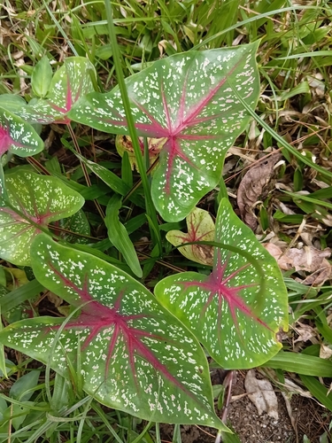 Caladium bicolor