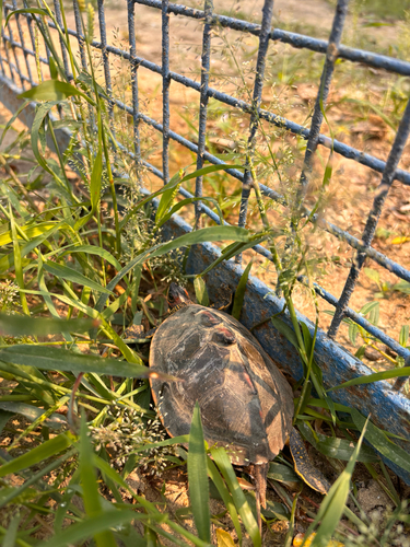 Indian Roofed Turtle