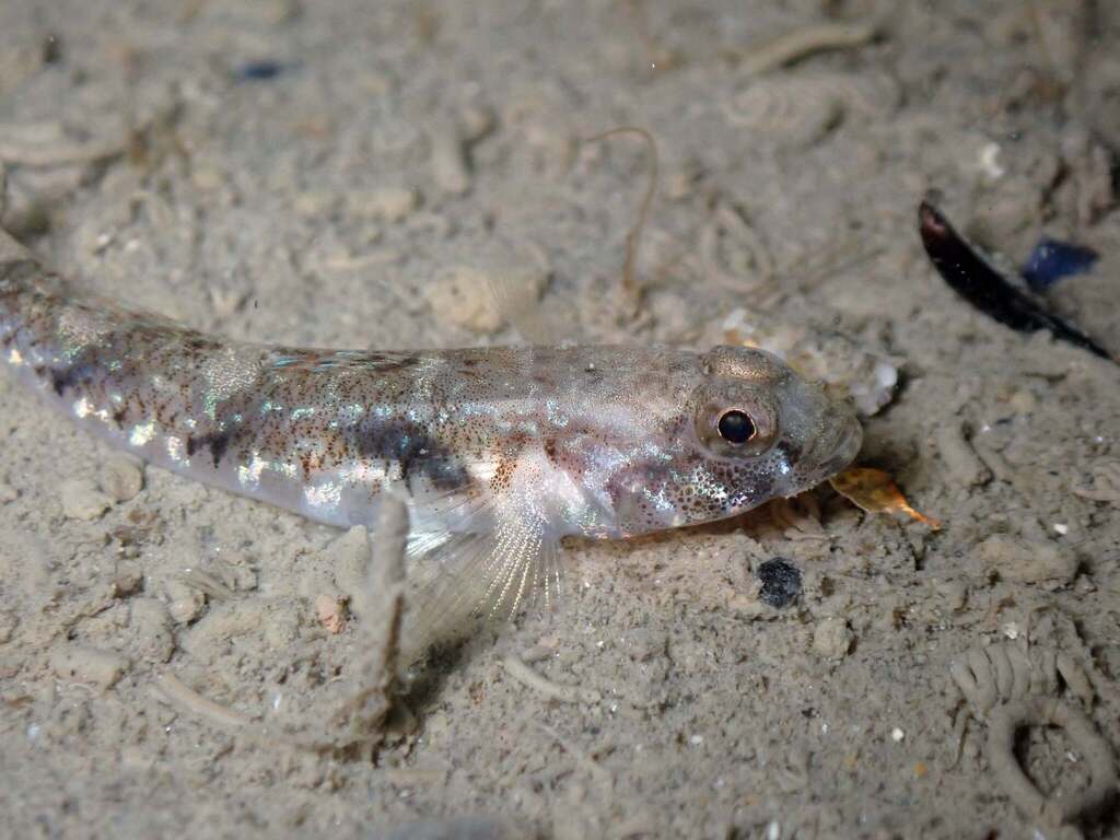 Painted goby (Pomatoschistus pictus) — Gobiidae