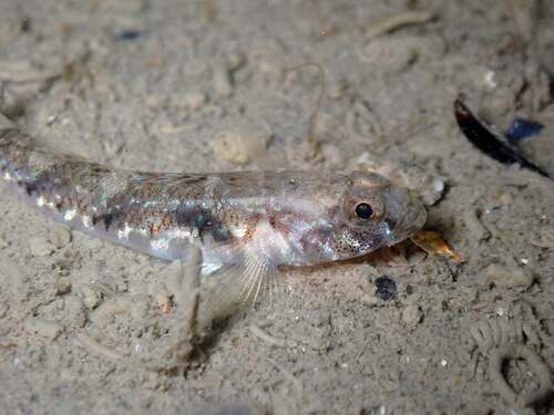 Painted goby (Pomatoschistus pictus) — Gobiidae