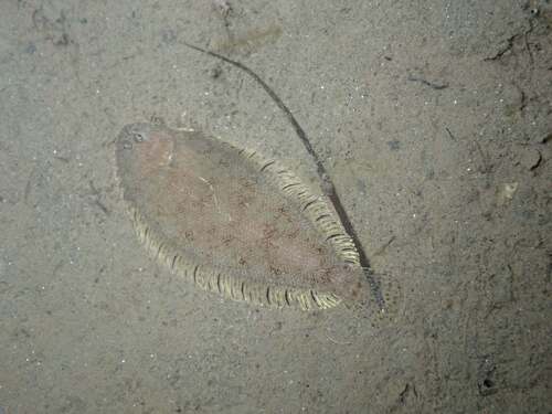Solenette (Buglossidium luteum) — Soleidae — 3