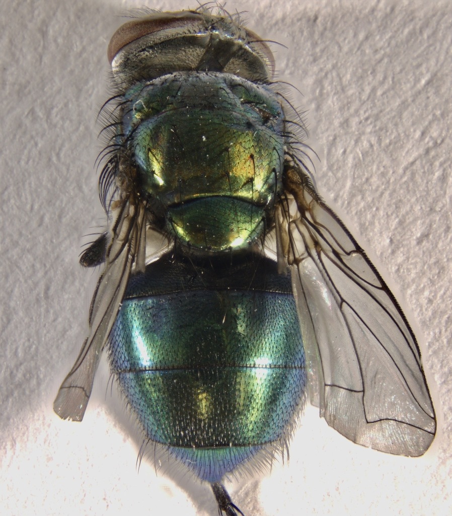 Lucilia mexicana