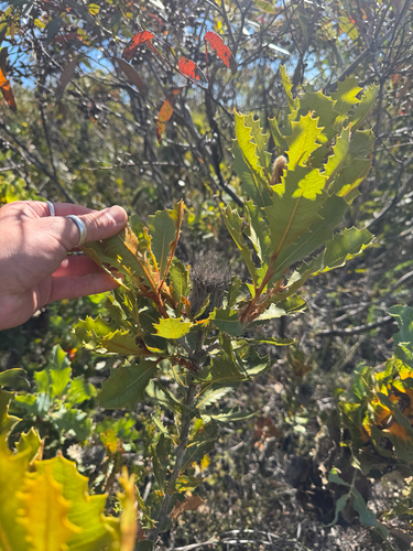 Banksia heliantha, photograph 2