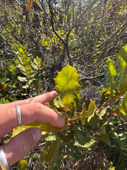 Banksia heliantha, photograph (c) Tyler Anthony, some rights reserved (CC BY)