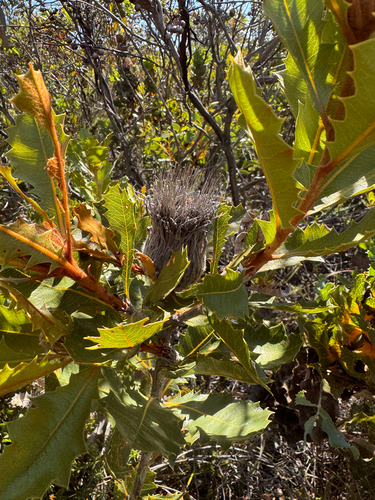 oak-leaved dryandra (Banksia heliantha)