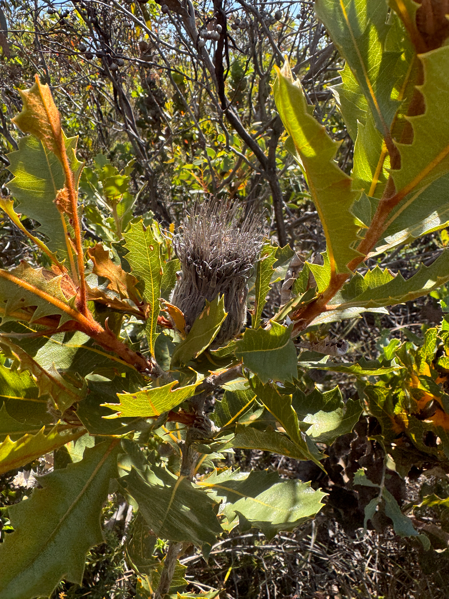Oak-Leaved Dryandra (Banksia heliantha)