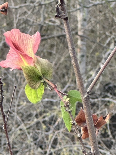 Darwin's cotton (Gossypium darwinii)