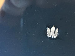 Culex quinquefasciatus