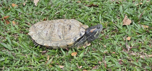 Red-eared Slider observed by bearjo