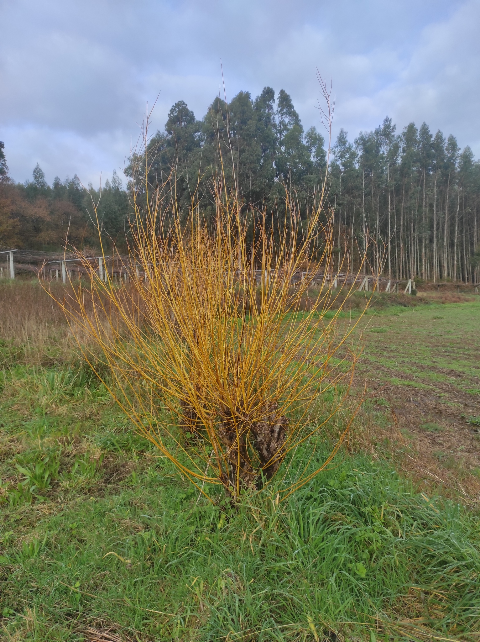 Osier willow