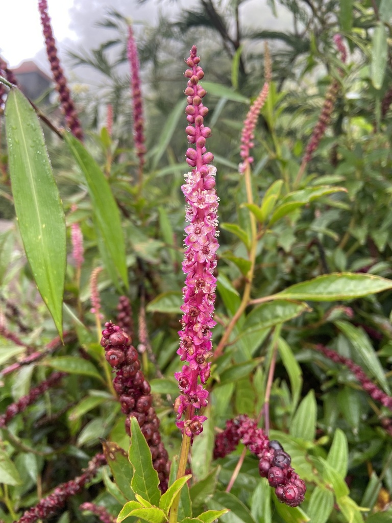 Button Pokeweed (Phytolacca icosandra)