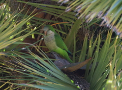 Myiopsitta monachus