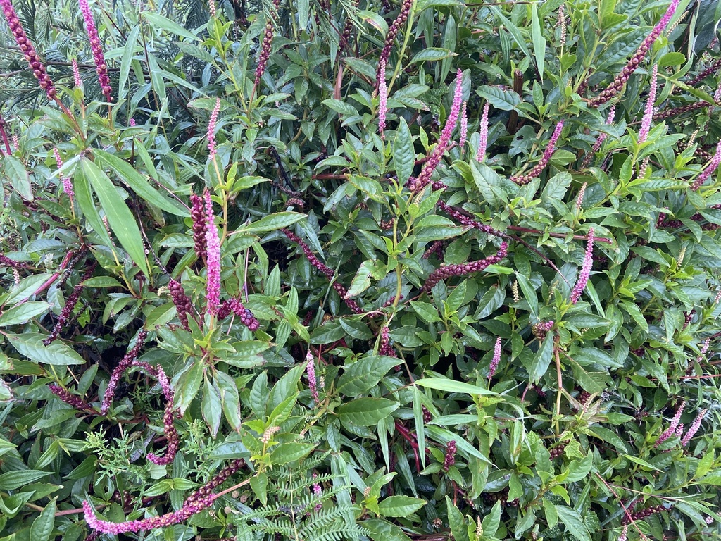 Tropical Pokeweed (Phytolacca icosandra)
