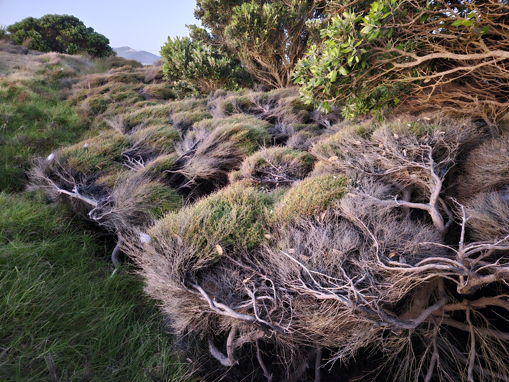 Sand Dune Kanuka (Kunzea amathicola)
