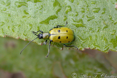 Diabrotica decempunctata