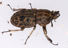 Ryssonotus nebulosus