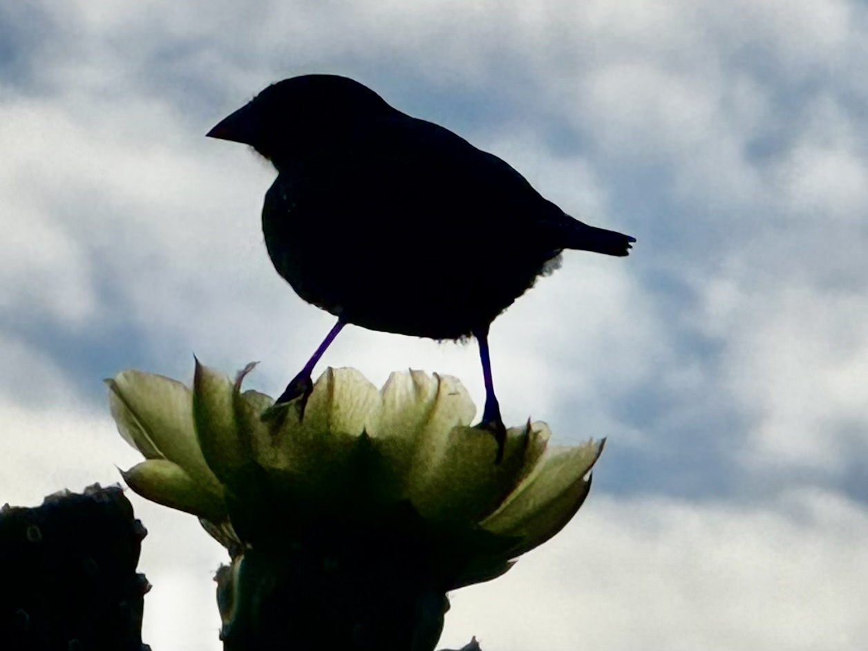 Common Cactus Finch (Geospiza scandens), photo 2