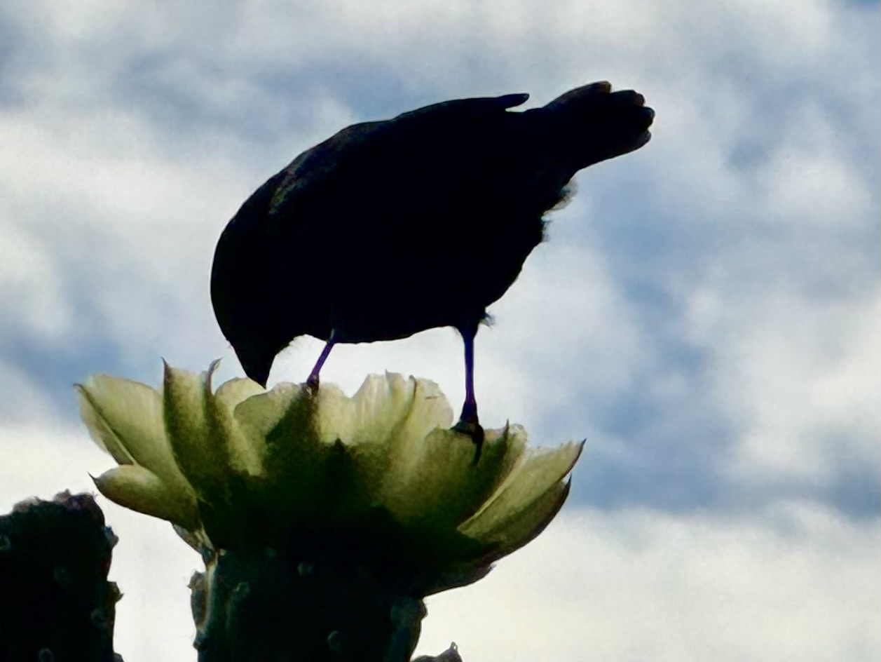 Common Cactus Finch (Geospiza scandens), photo 3