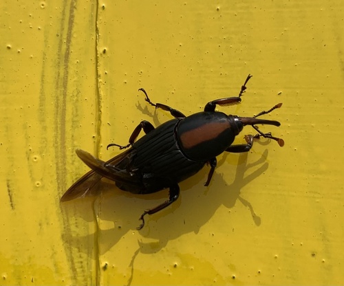 Rhynchophorus vulneratus