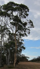 Eucalyptus wandoo
