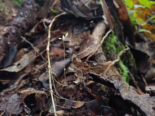 Mountain yellowseed (Gymnosiphon sphaerocarpus)