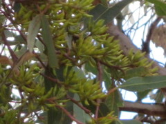 Eucalyptus wandoo