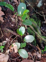 Peperomia magnoliifolia, photograph (c) Kurt Miller, some rights reserved (CC BY-SA)