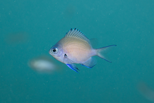 Robust puller (Chromis chrysura) — Pomacentridae