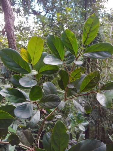 Muneco (Cordia borinquensis)