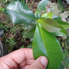 Crescentia portoricensis