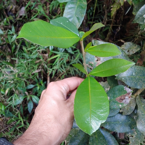 Crescentia portoricensis, photograph 1
