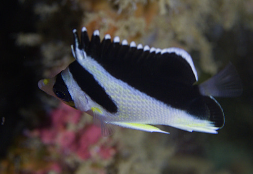 Chaetodon burgessi