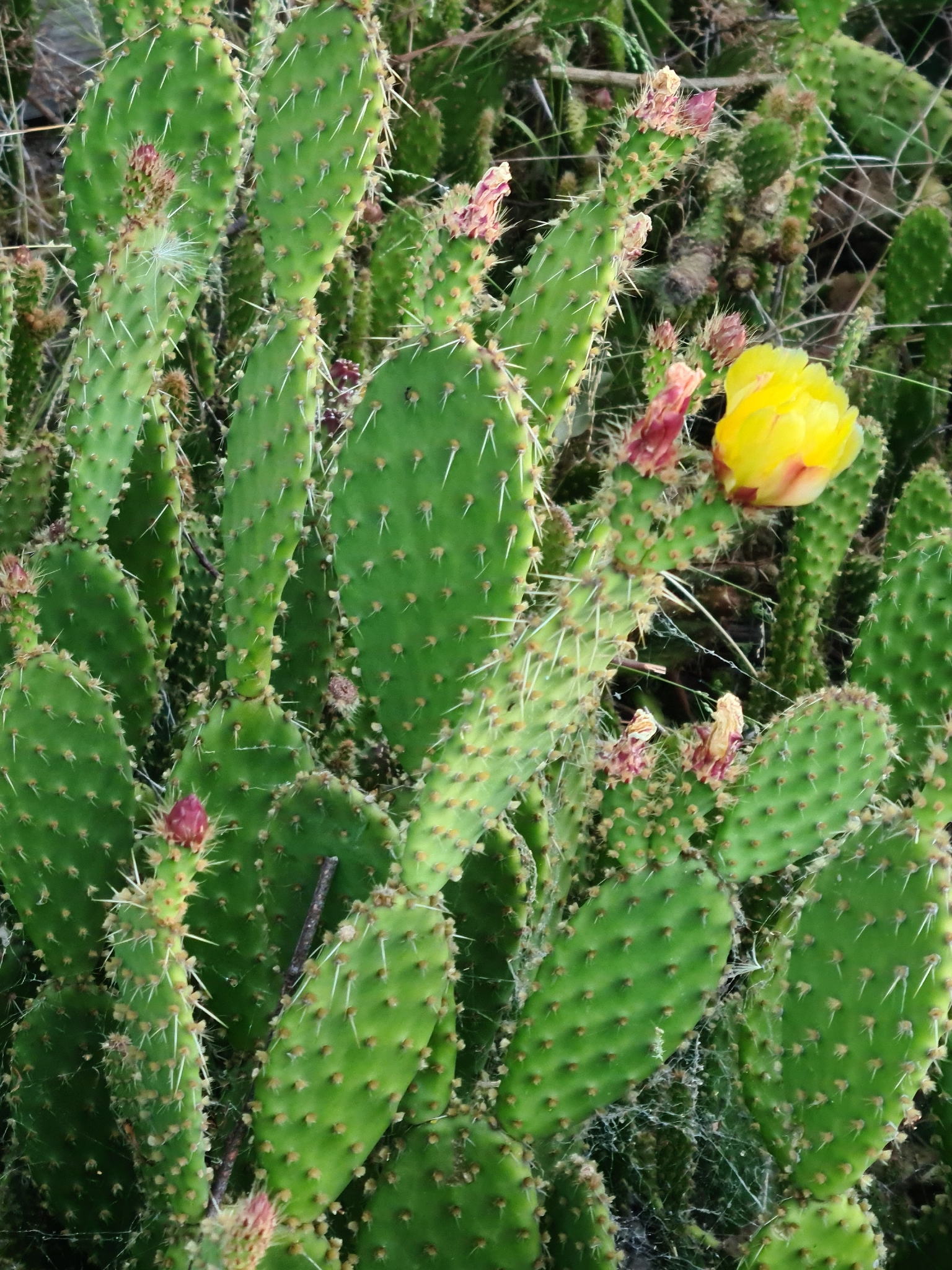 Nopal de tortuga