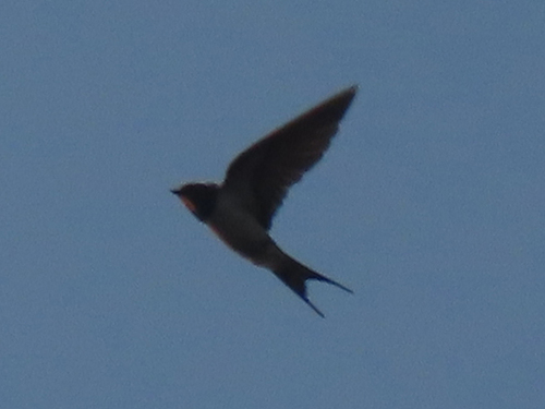 Деревенская ласточка observed by timur_kalininsky