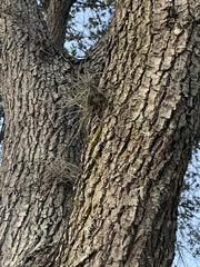 Tillandsia recurvata image