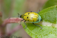 Diabrotica decempunctata