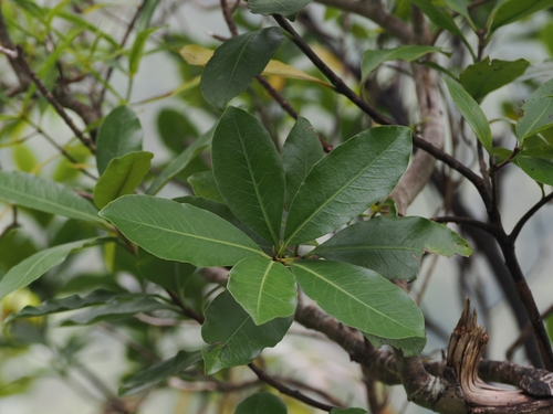 Pittosporum ellipticum, photograph 2