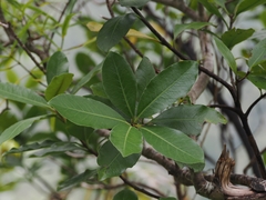 (c) Angus Campbell, some rights reserved (CC BY) Pittosporum ellipticum, photograph (c) Angus Campbell, some rights reserved (CC BY)