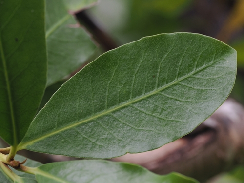 Pittosporum ellipticum, photograph 3