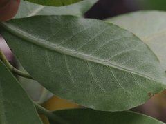 (c) Angus Campbell, some rights reserved (CC BY) Pittosporum ellipticum, photograph (c) Angus Campbell, some rights reserved (CC BY)