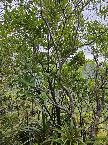 Pittosporum ellipticum, photograph 5