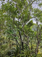 (c) Angus Campbell, some rights reserved (CC BY) Pittosporum ellipticum, photograph (c) Angus Campbell, some rights reserved (CC BY)