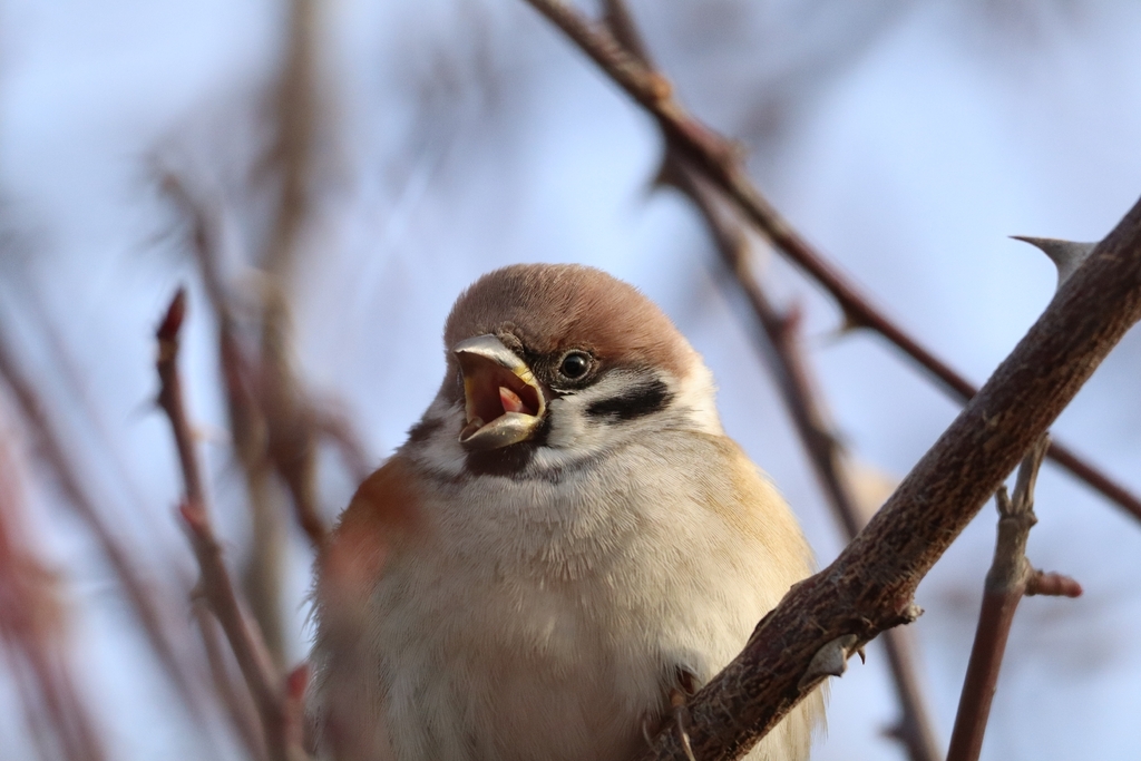 Moineau friquet