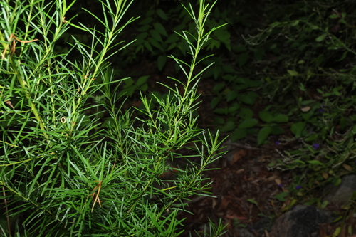 Moogerah Peaks bertya-shrub (Bertya pinifolia)