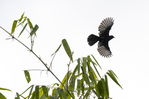 Selva Cacique (Cacicus koepckeae), photo 5