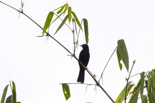 Selva Cacique (Cacicus koepckeae), photo 2