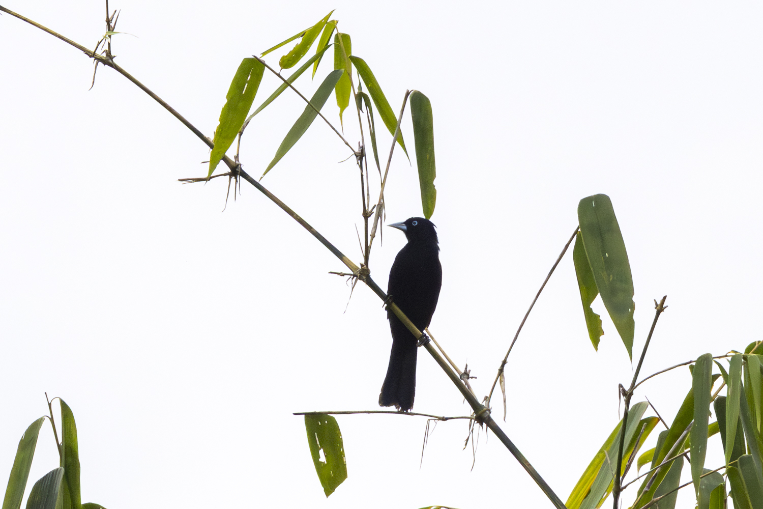 Selva Cacique (Cacicus koepckeae), photo 2