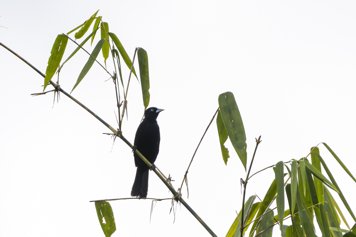Selva Cacique (Cacicus koepckeae), photo 3