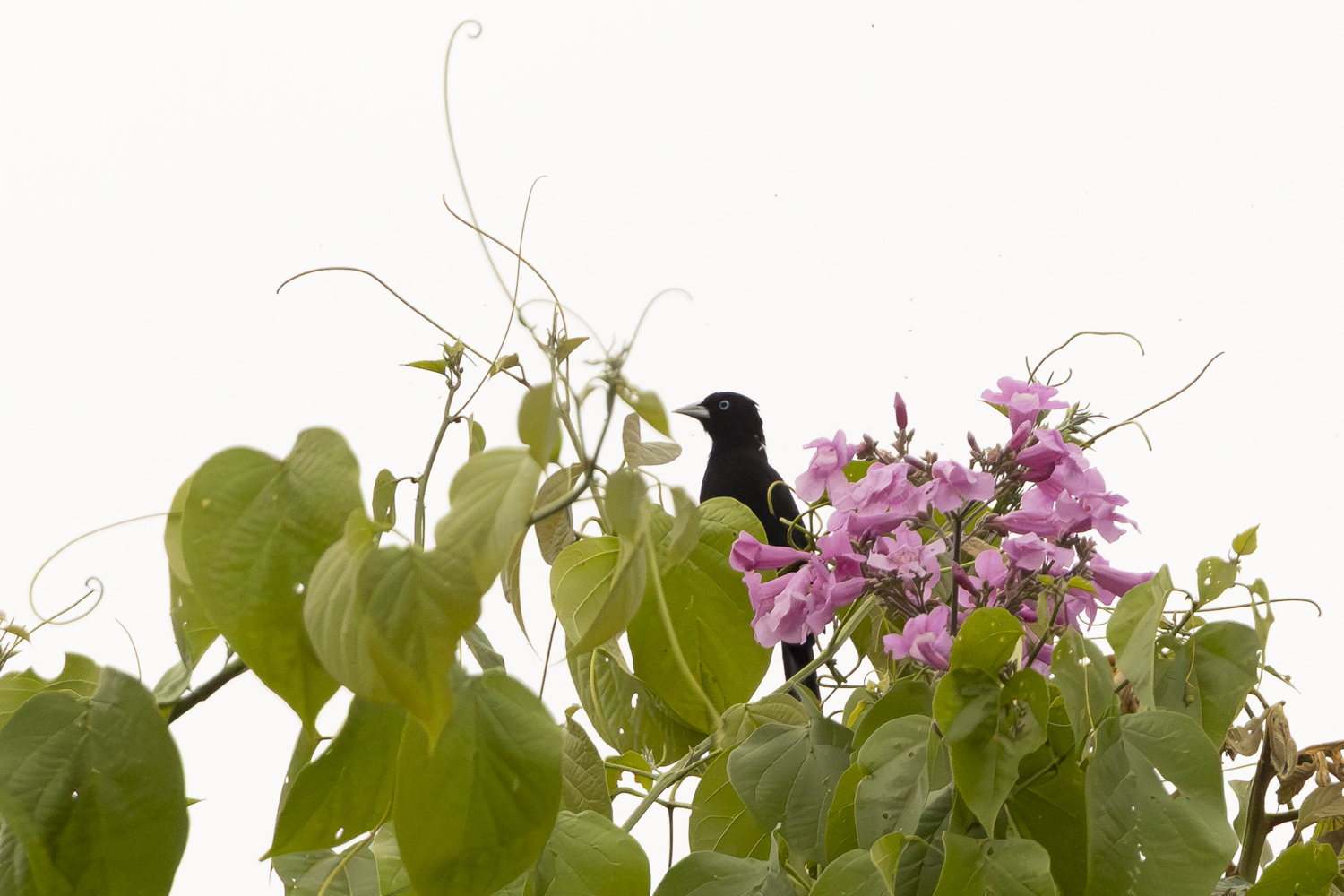 Selva Cacique (Cacicus koepckeae), photo 4