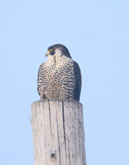 Falco peregrinus pealei